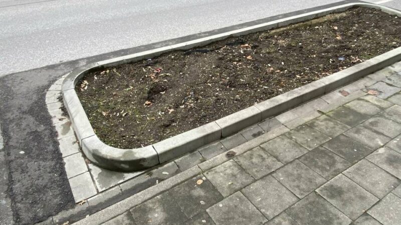 Baumnachpflanzungen in Düsseldorf: Im Stadtbezirk 9 pflanzt die Stadt im Herbst 27 neue Bäume