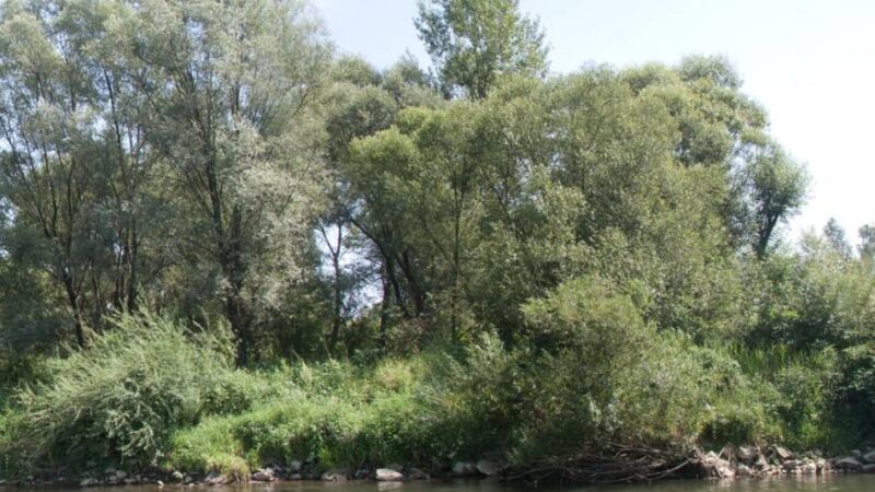 „Kontaminierte Orte“: Wenn Gras über Auschwitz, Buchenwald und Verdun wächst