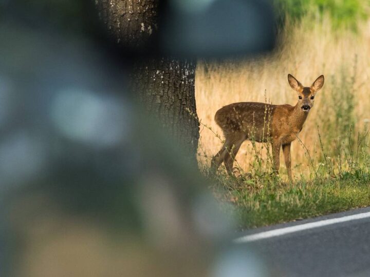 Förster und Polizei zu Wildunfällen: „Um Gottes Willen nicht noch mal drübersetzen“