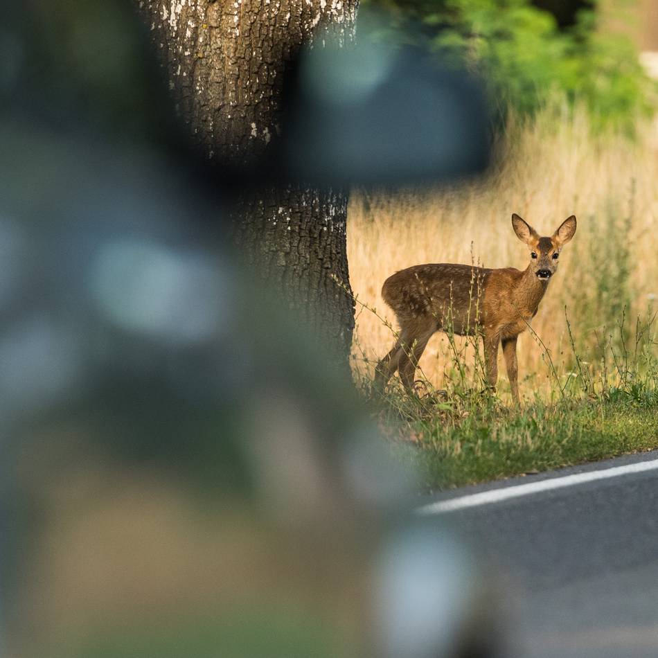Förster und Polizei zu Wildunfällen: „Um Gottes Willen nicht noch mal drübersetzen“