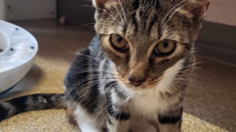 Tier der Woche aus Hilden: Kleine Kämpferin sucht liebevolles Zuhause