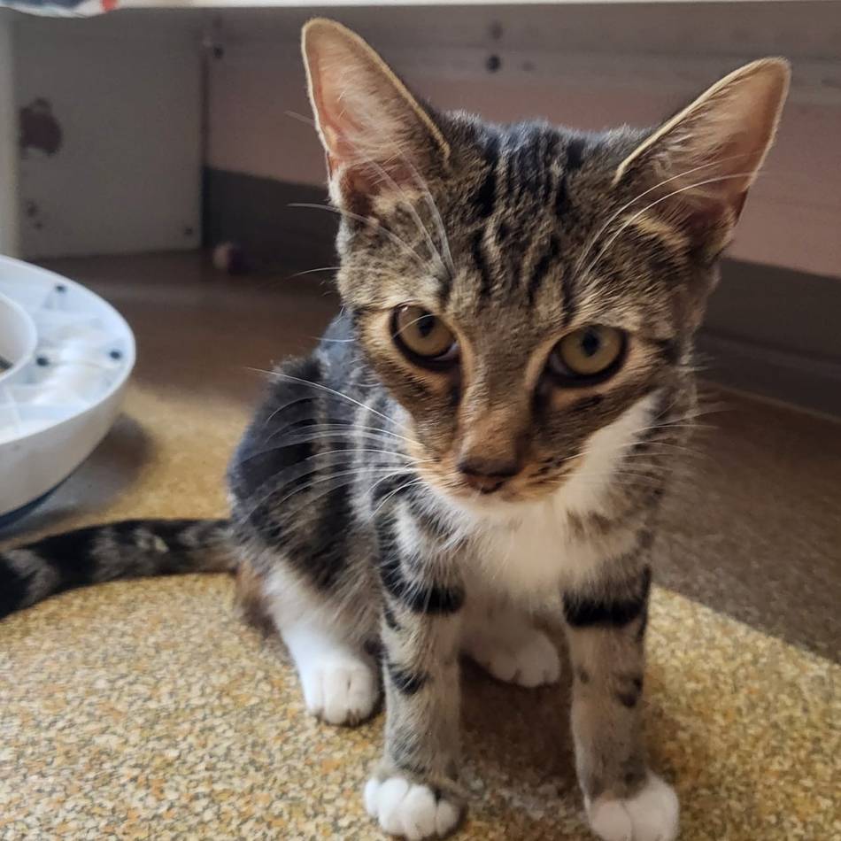 Tier der Woche aus Hilden: Kleine Kämpferin sucht liebevolles Zuhause