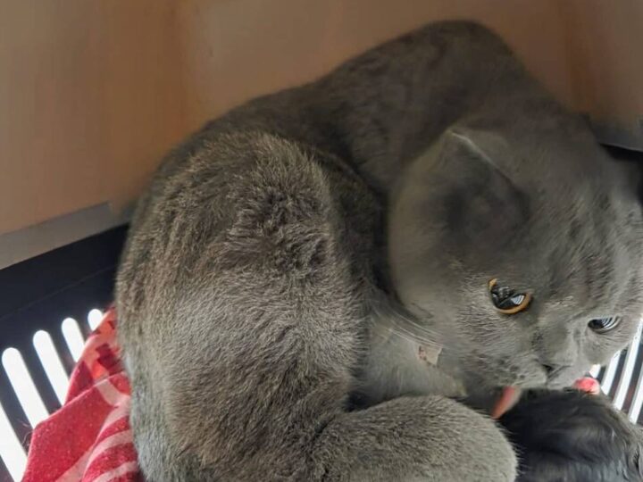 Vor dem Tierheim in Düsseldorf: Trächtige Katze bei eisigen Temperaturen ausgesetzt – „Mitten in der Geburt“