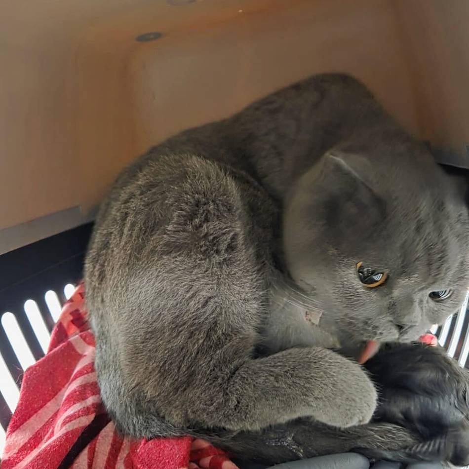 Vor dem Tierheim in Düsseldorf: Trächtige Katze bei eisigen Temperaturen ausgesetzt – „Mitten in der Geburt“