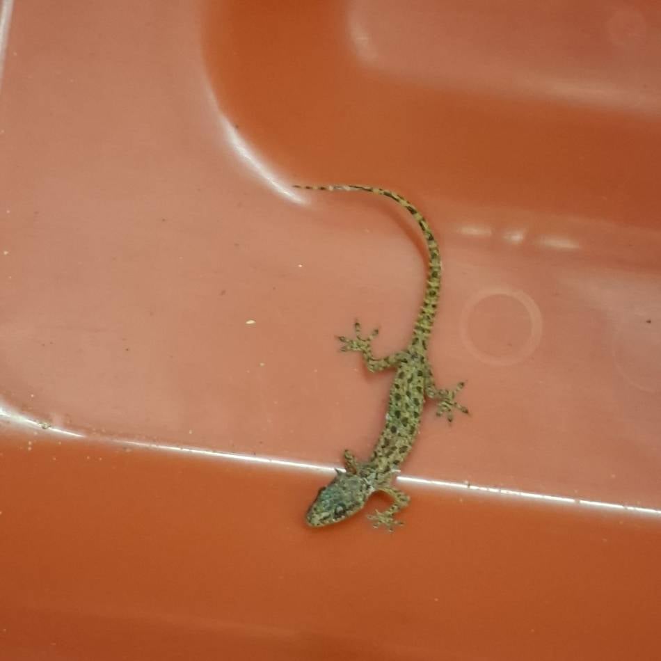 Düsseldorfer Flughafen: Zöllner machen tierische Entdeckung – Urlauberin „sichtlich überrascht“