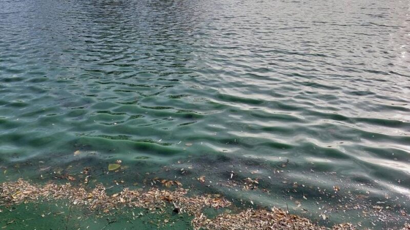 Wirtschaftsbetriebe warnen: Blaualgen in zwei Duisburger Seen nachgewiesen – Gefahr für Hunde