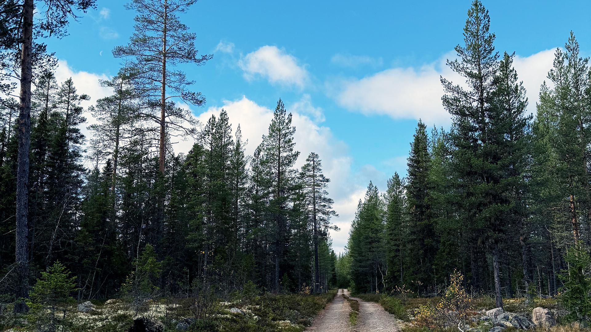 Kahlschlag in Schweden: Hunger nach Holz bedroht Naturwälder
