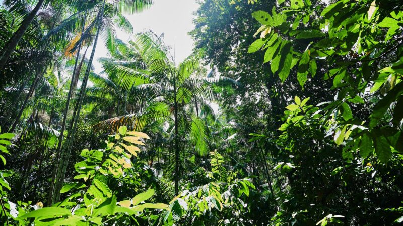Brasilien stellt Pläne für TFFF vor – Milliardenfonds für den Regenwald