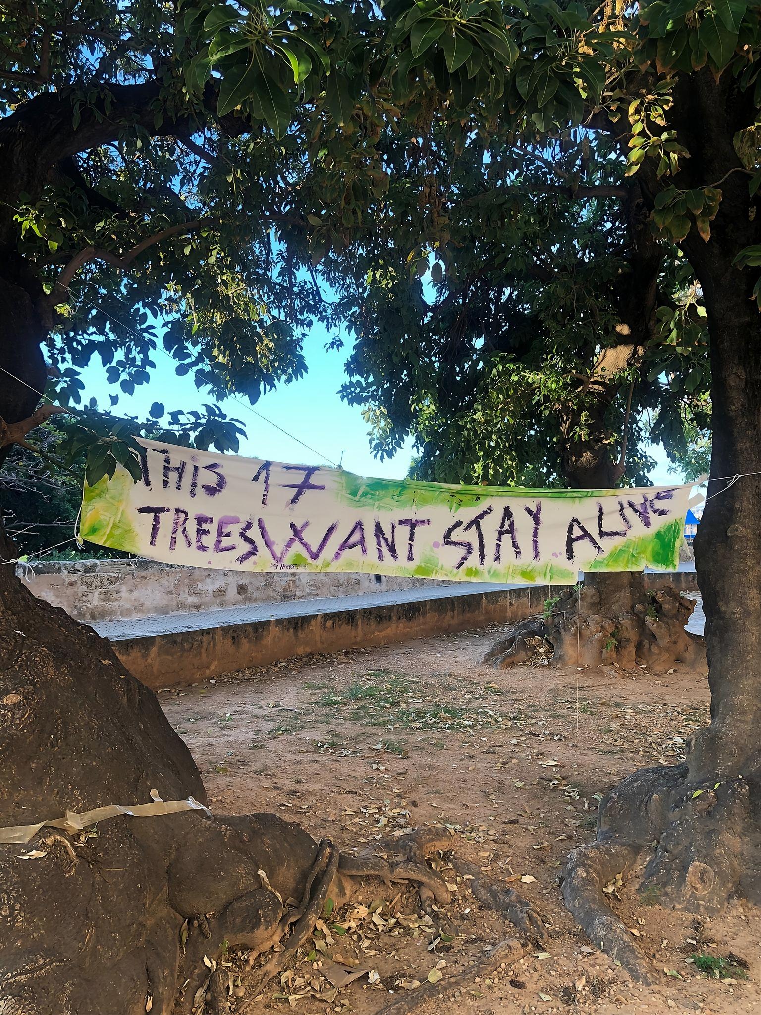 Alarm auf Mallorca: Protest gegen die Baumfällungen in Palma