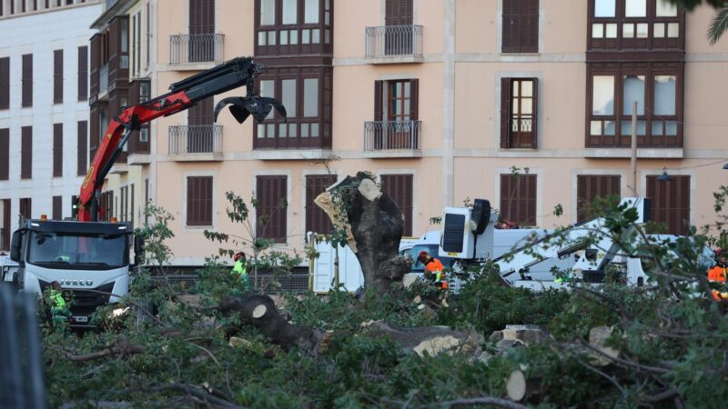 Drama an Palma-Stadtmauer: Beliebte Schatten-Bäume werden trotz Protesten rücksichtslos abgesägt