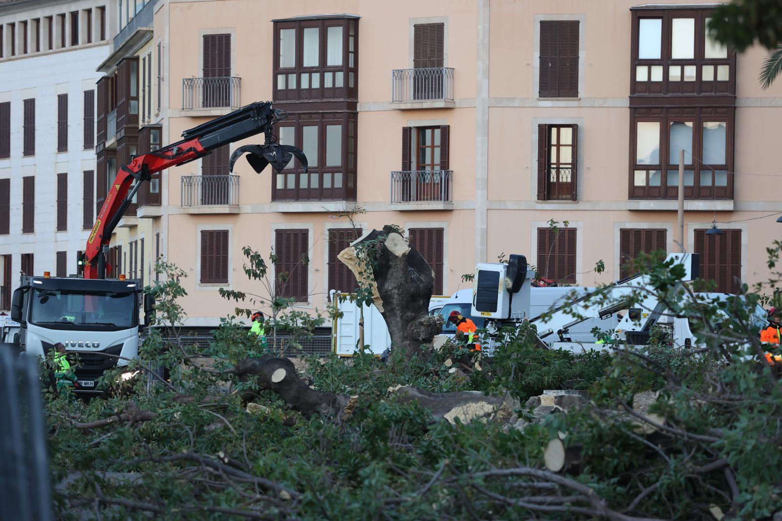 Drama an Palma-Stadtmauer: Beliebte Schatten-Bäume werden trotz Protesten rücksichtslos abgesägt
