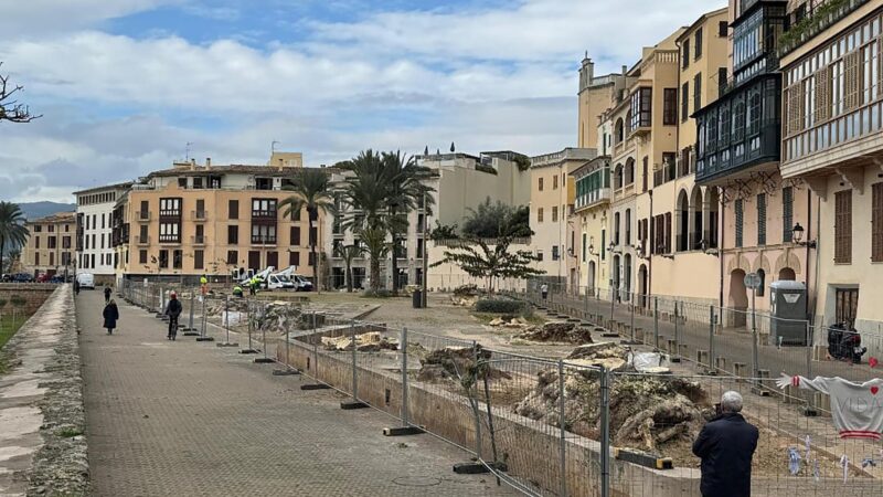 Die große Wut nach dem Kahlschlag: Entsetzen auf Mallorca wegen abgeholzter Kultbäume