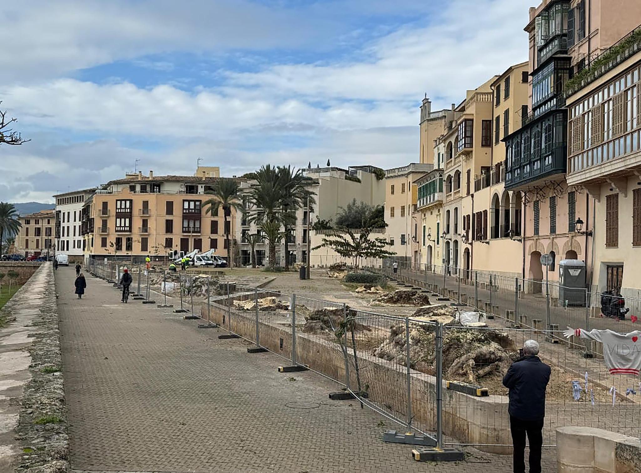 Die große Wut nach dem Kahlschlag: Entsetzen auf Mallorca wegen abgeholzter Kultbäume