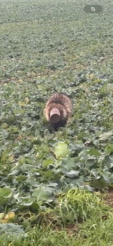 POL-HRO: Dachs nimmt Spruch wörtlich und löst Polizeieinsatz aus