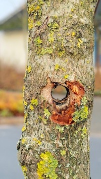 POL-OS: Bad Laer: Kuriose Sachbeschädigung an Verkehrsinselbaum – Zeugen gesucht