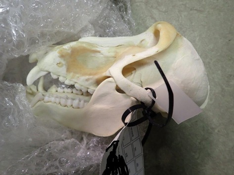 HZA-F: Zoll am Frankfurter Flughafen stellt zahlreiche Verstöße gegen artenschutzrechtliche Bestimmungen fest- Weltweite Operation „Thunder“ gegen illegalen Wildtier-Handel