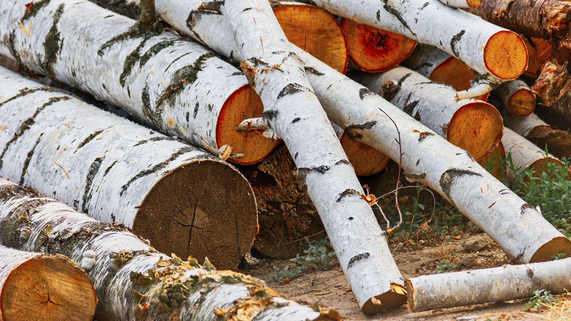 Wie sanktioniertes russisches Holz über China in die EU gelangt