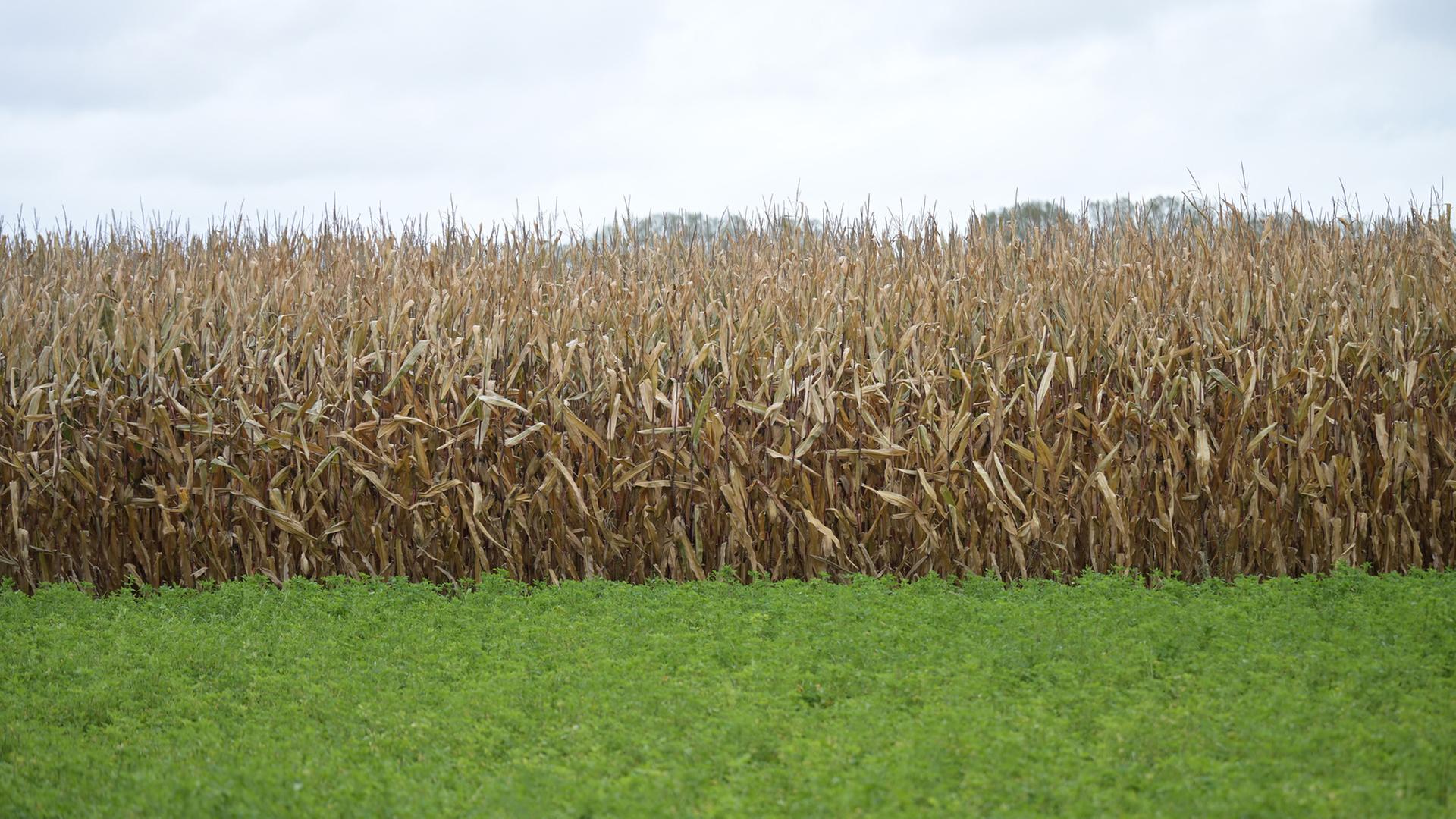 EU-Staaten für lockerere Gentechnik-Vorgaben bei Lebensmitteln