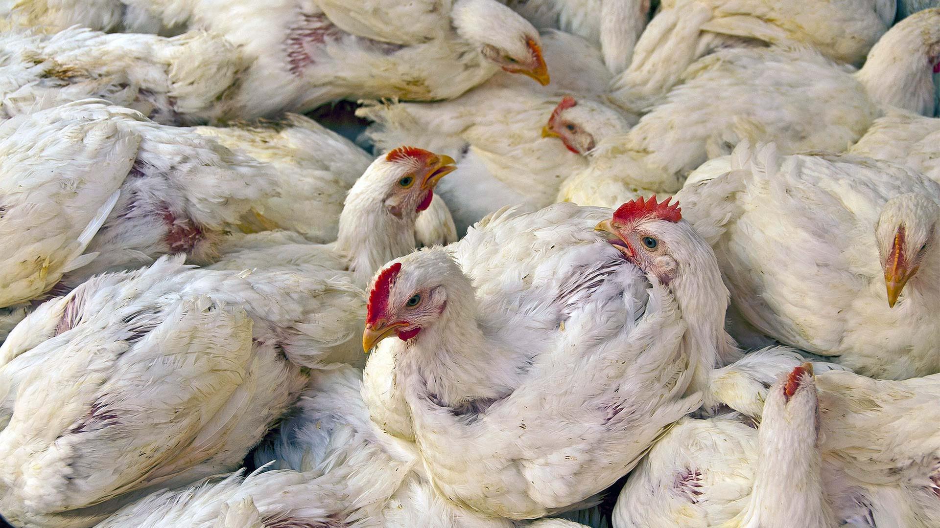 Massentierhaltung für den Profit