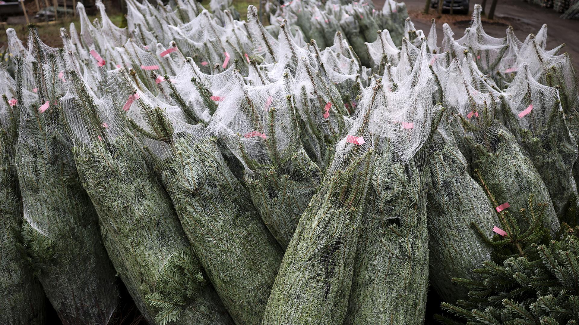 Wie umweltfreundlich ist der Weihnachtsbaum wirklich?