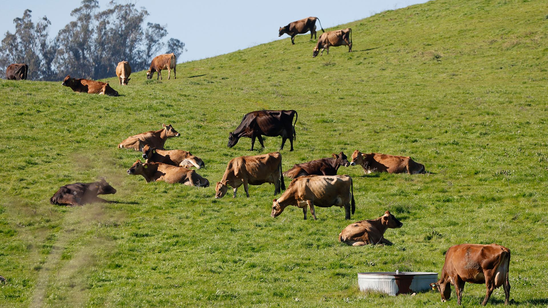 Mercosur-Abkommen: EU-Parlament stimmt für Schutzklauseln für Bauern