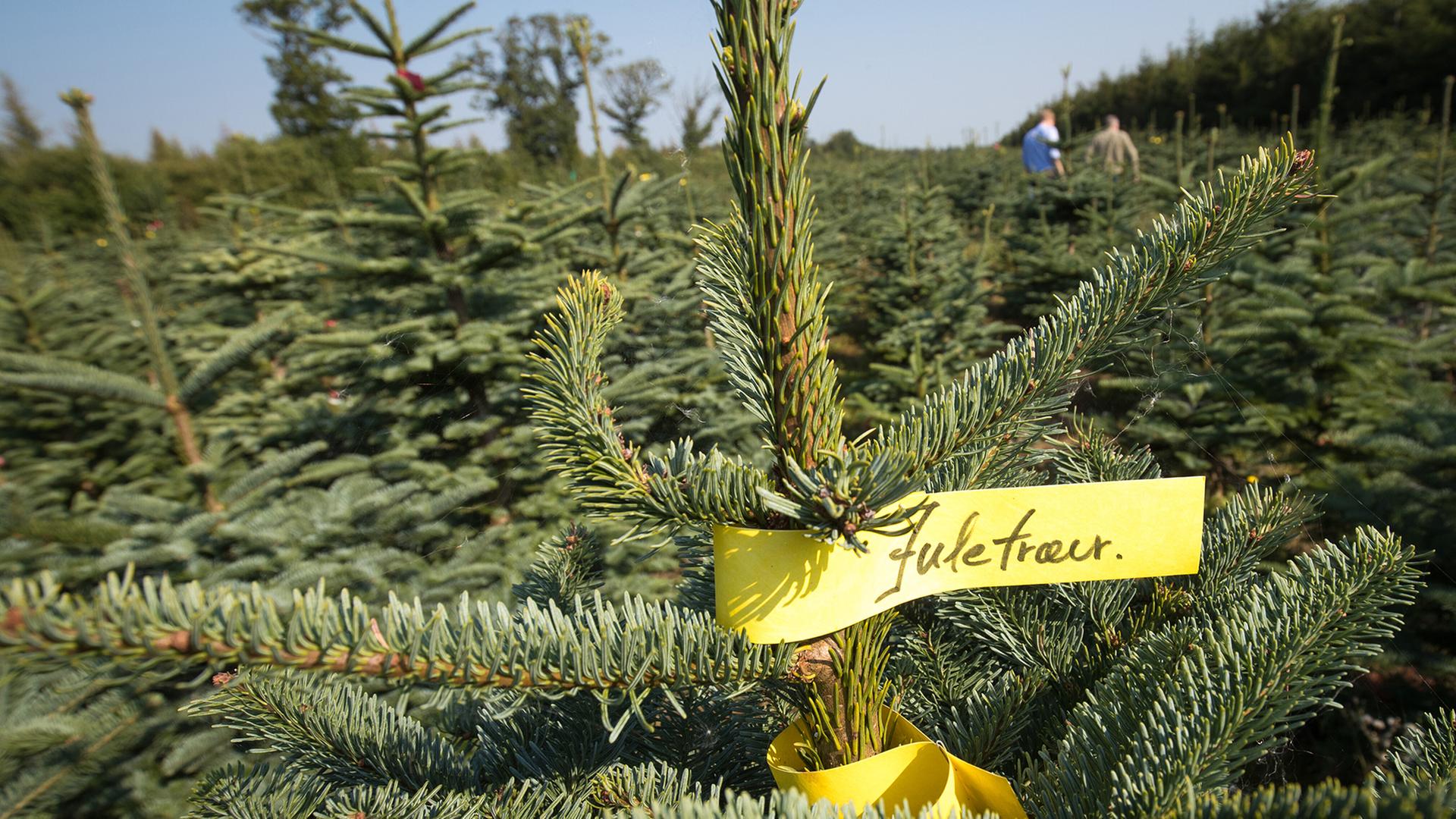 Wie Dänemark zum weltgrößten Weihnachtsbaum-Exporteur wurde
