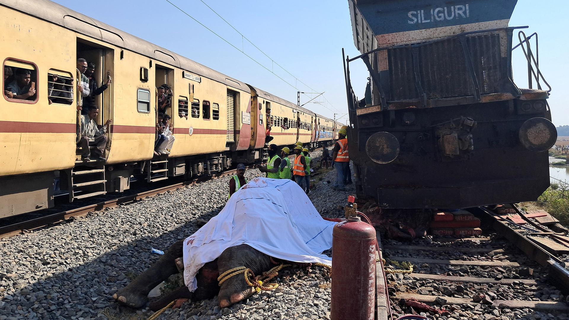 Sieben Elefanten bei Zugunglück in Indien getötet