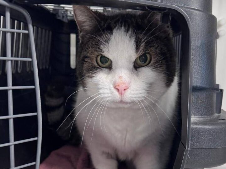 Tier der Woche aus Hilden: Morle möchte Einzelkater bleiben