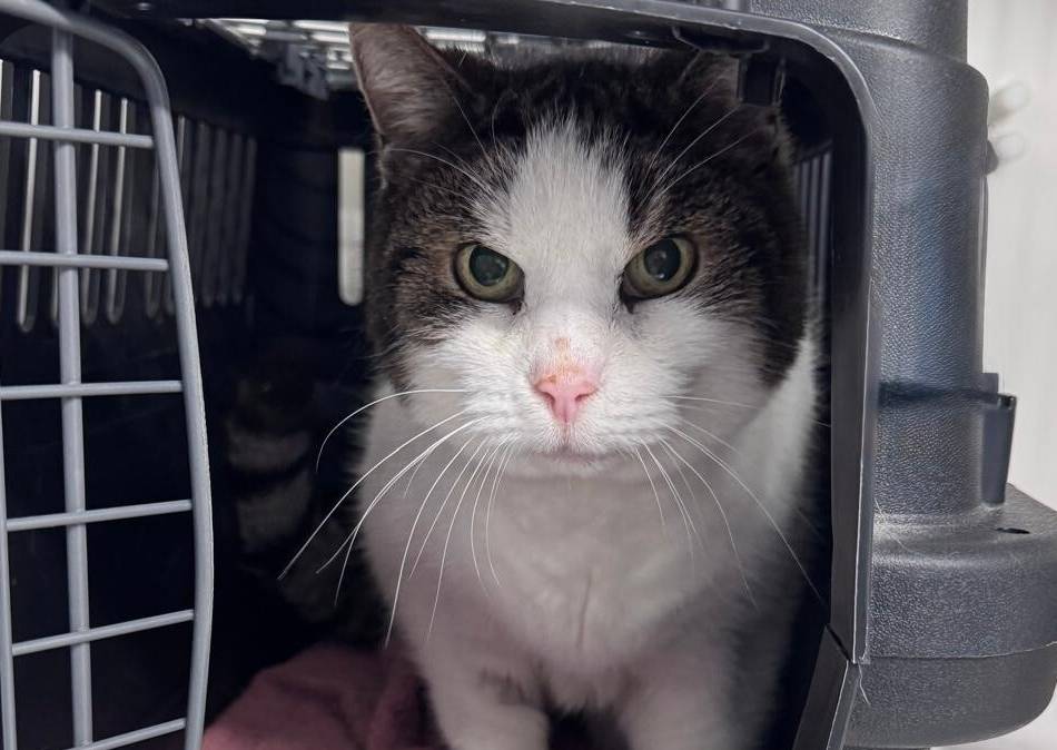 Tier der Woche aus Hilden: Morle möchte Einzelkater bleiben