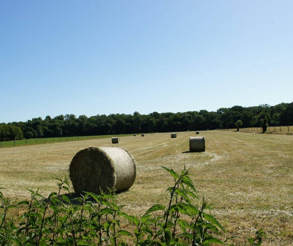BUND mit Eilantrag erfolgreich: OVG Münster stoppt Bebauung am Rahmerbuschfeld im Duisburger Süden