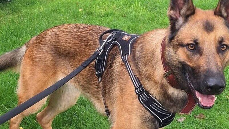 Tier der Woche: Smile liebt es, in Bewegung zu sein