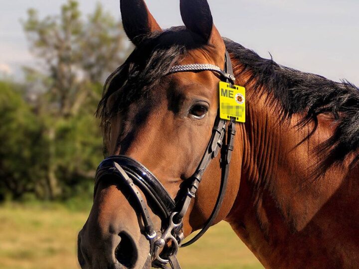Fehlende Reitplakette ist Ordnungswidrigkeit: Neue Nummernschilder für Reitpferde sind abholbereit
