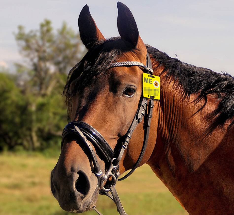 Fehlende Reitplakette ist Ordnungswidrigkeit: Neue Nummernschilder für Reitpferde sind abholbereit