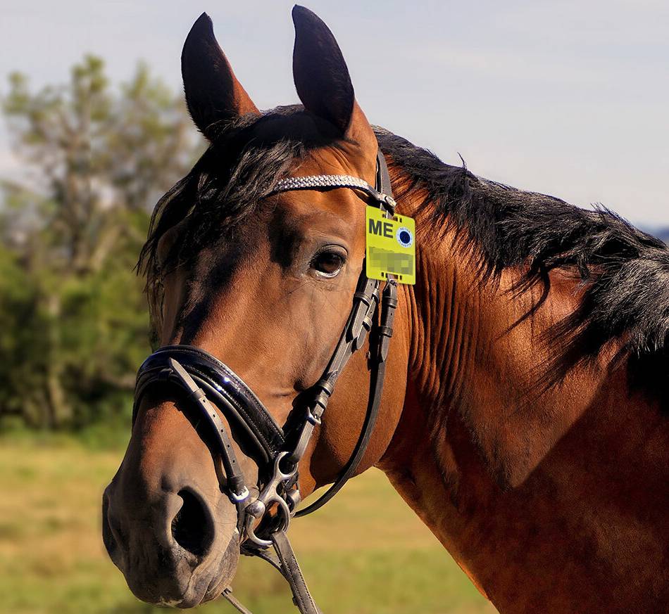 Untere Naturschutzbehörde Kreis Mettmann: Reiter benötigen die neue Reitplakette für 2026