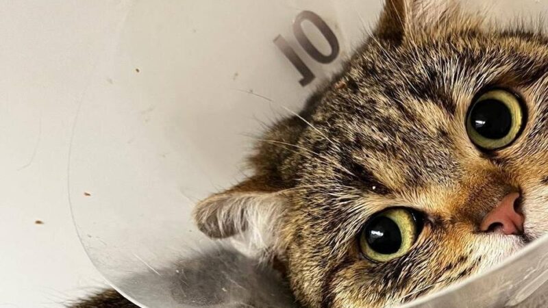 Tierheim Hilden sammelt Spenden: Verletztes Kätzchen Carmen braucht Hilfe