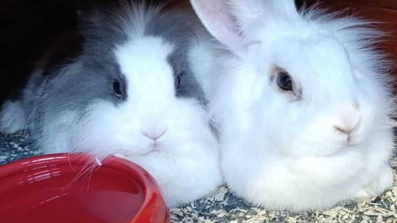Tier der Woche aus Hilden: Cookie und Snow gibt’s nur im Doppelpack