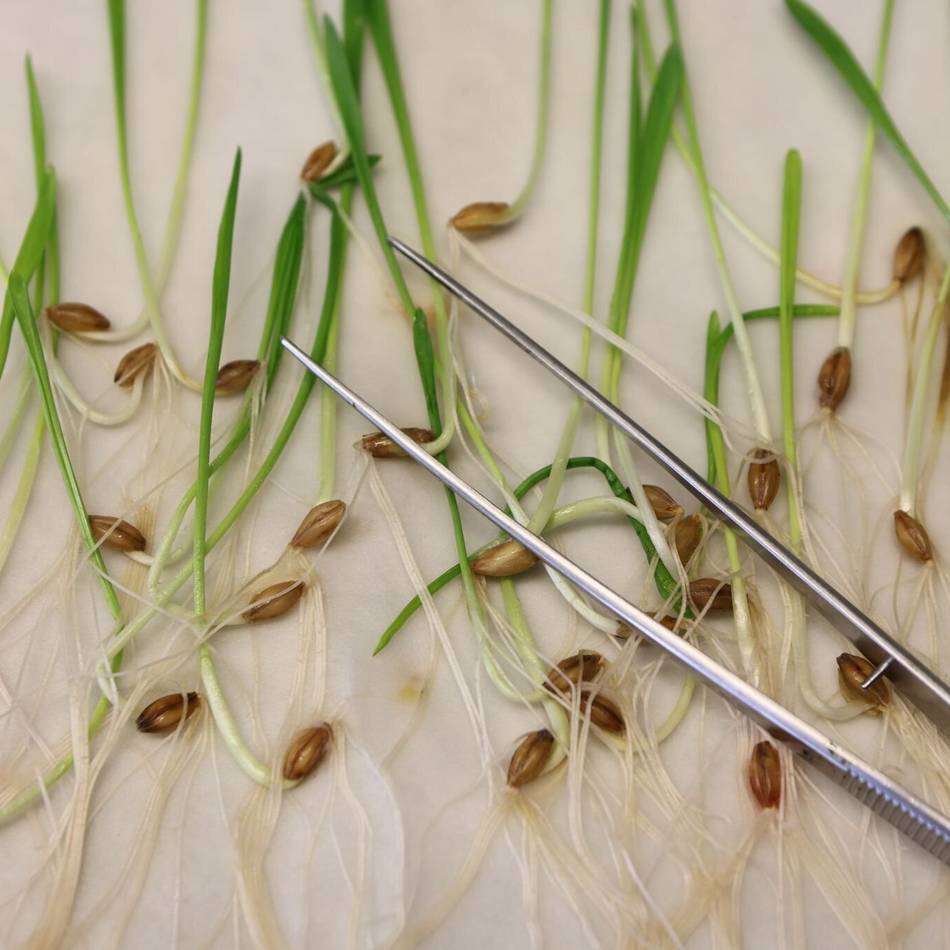 EU lockert Regeln bei Lebensmitteln: Gentechnik in der Landwirtschaft, ja bitte!