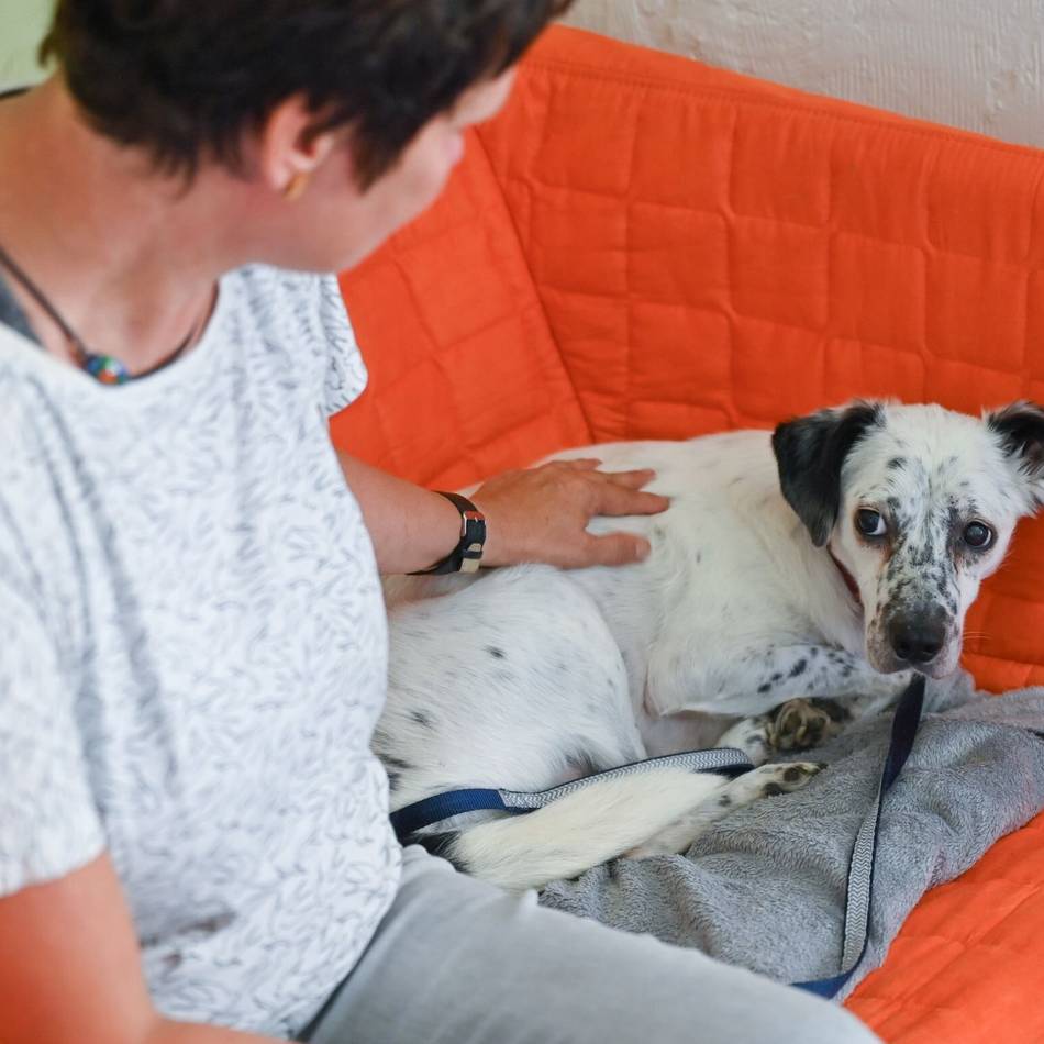 Jahreswechsel in Düsseldorf: Das sind Tipps für ängstliche Hunde und Katzen rund um Silvester