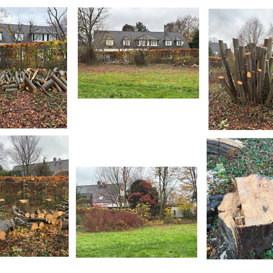 Stadt Düsseldorf hat Anzeige erstattet: Zehn Bäume in der Weißen Siedlung offenbar illegal gefällt