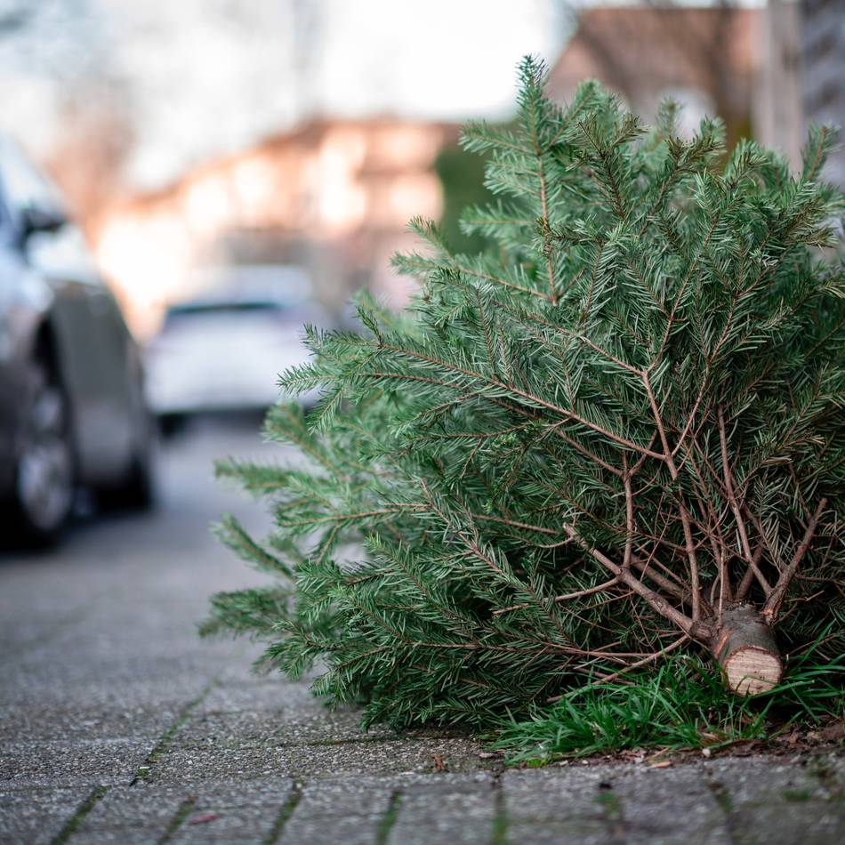 Weihnachtszeit in Düsseldorf: Wann die Awista die Weihnachtsbäume abholt
