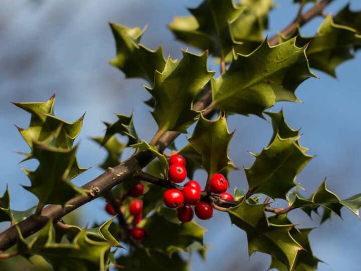 Irische Weihnachtsbräuche: Ein Fest mit Stechpalme, Truthahn und Mistel