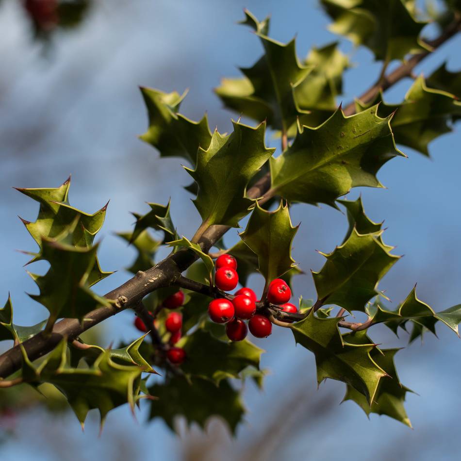 Irische Weihnachtsbräuche: Ein Fest mit Stechpalme, Truthahn und Mistel