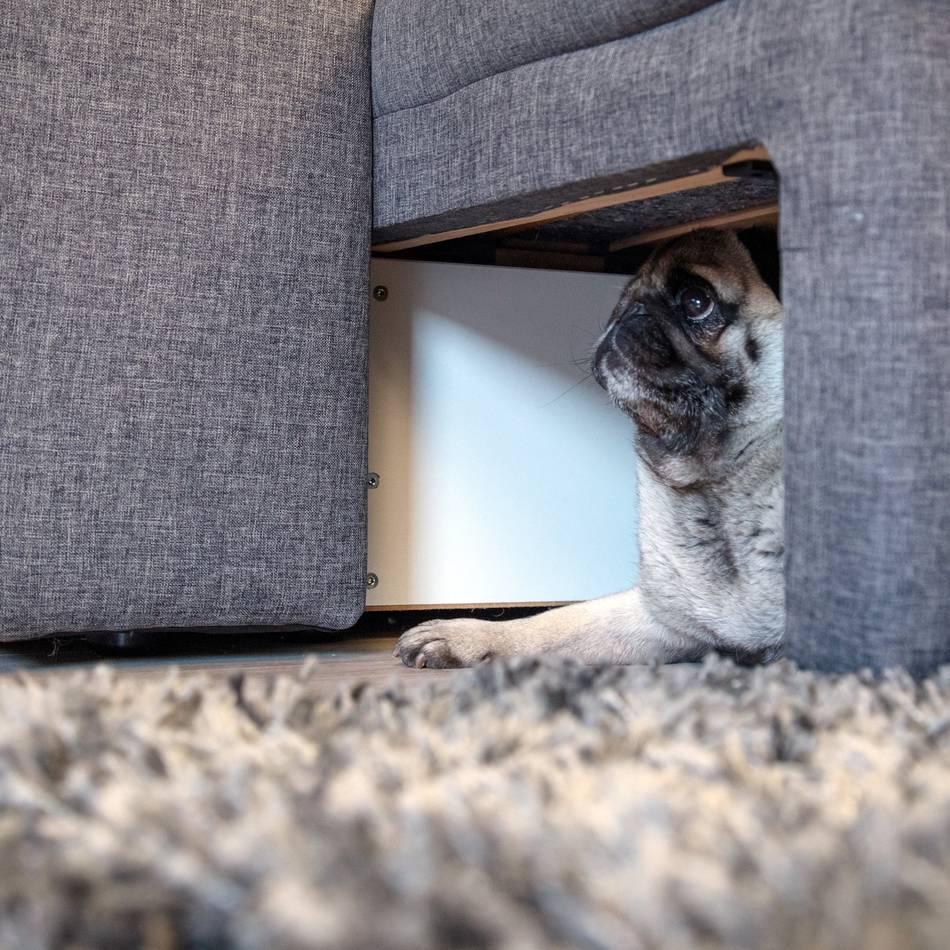 Klever Tierarzt klärt auf: So schützen Sie ihre Haustiere vor dem Silvester-Lärm