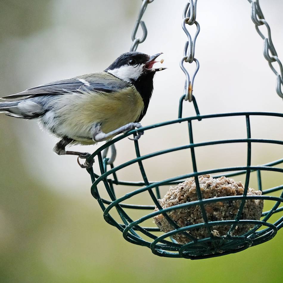 Tipps aus Meerbusch: So kommen die Vögel gut durch den Winter