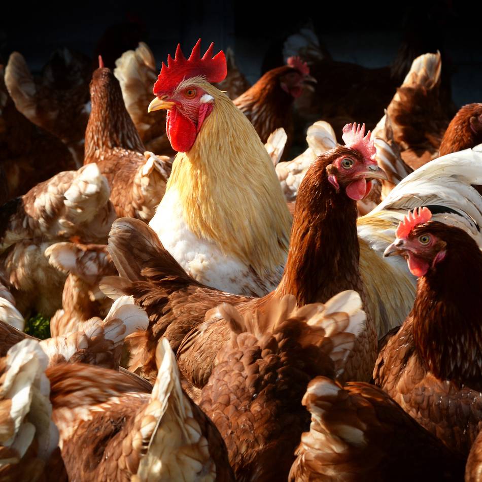 Tierseuche im Kreis Kleve: Erneuter Ausbruch von Geflügelpest in Kleve – 36.000 Tiere getötet