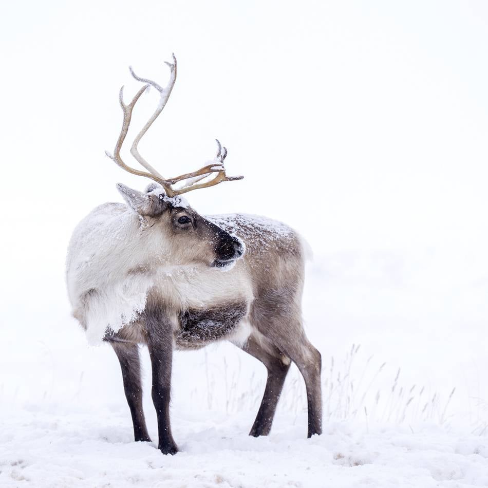 Rentiere, die wundersamen Weihnachtstiere: Mit blauen Augen durch die Polarnacht