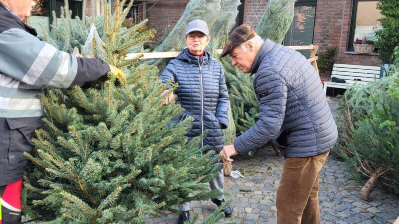 Weihnachtsbäume aus Meerbusch: „Für einen perfekten Wuchs sind wir das ganze Jahr beschäftigt“