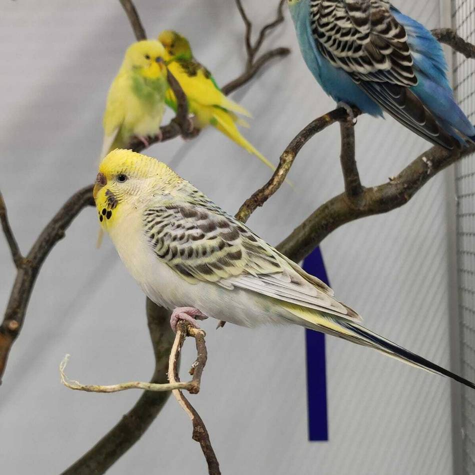 Tierschutz im Kreis Mettmann: Gemeinsamer Appell: Tiere sind als Geschenk tabu