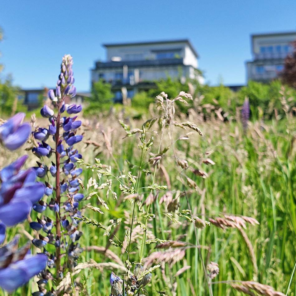 Bürgergärten im Thormählen-Park: Stadt sucht Bürger mit grünem Daumen