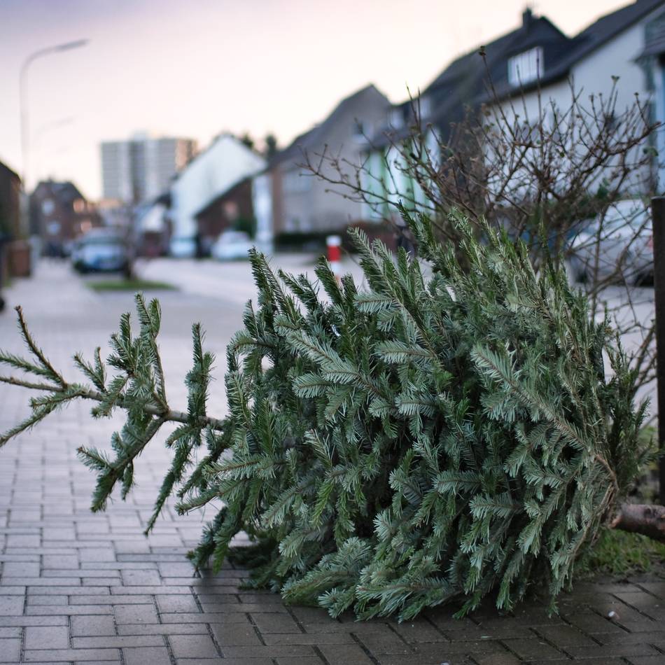 Stadt informiert: Tannenbäume werden ab dem 12. Januar abgeholt